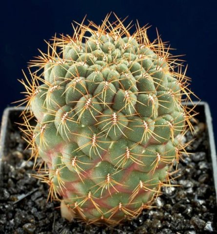 Sulcorebutia_pulchra_1